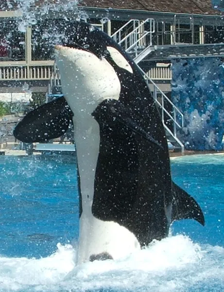 Captive orcas