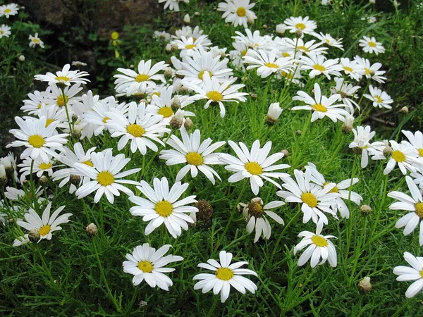 Argyranthemum