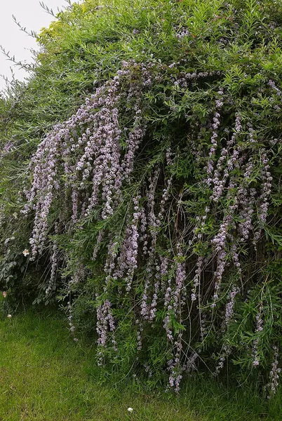 Buddleja alternifolia