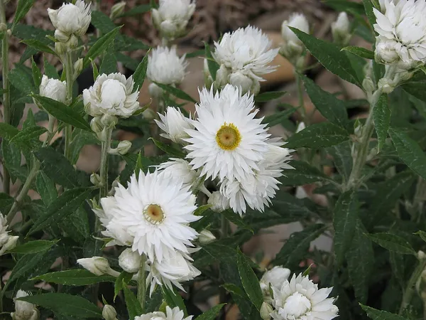 Coronidium