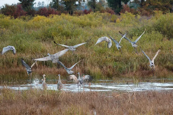 Crex Meadows