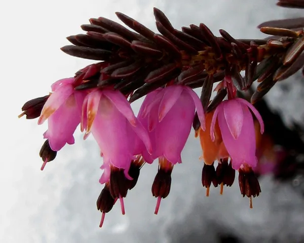 Erica carnea