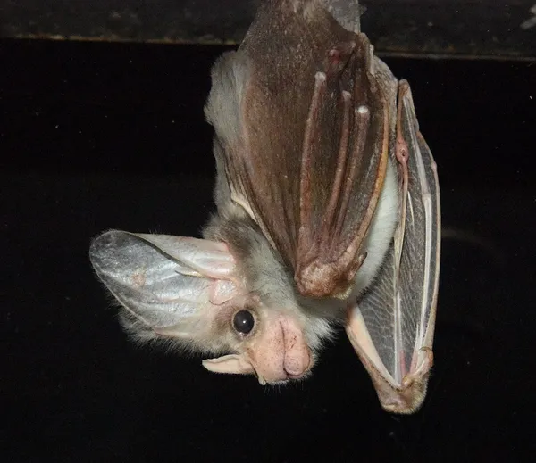 Ghost bat