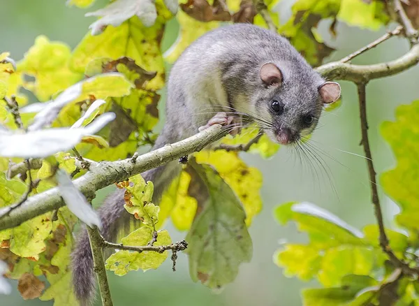 European edible dormouse