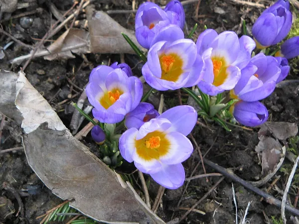 Crocus sieberi