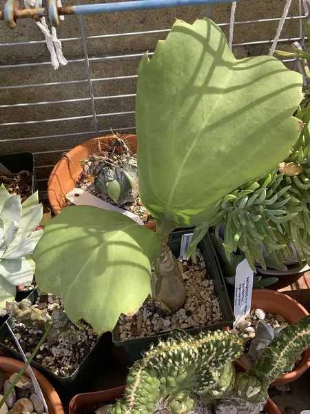 Cyphostemma juttae