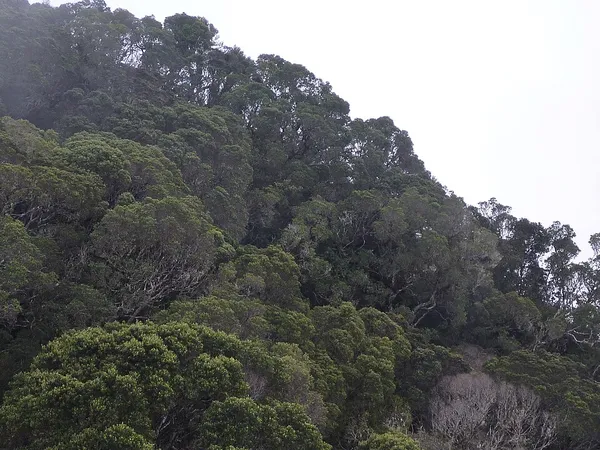 Cuban moist forests
