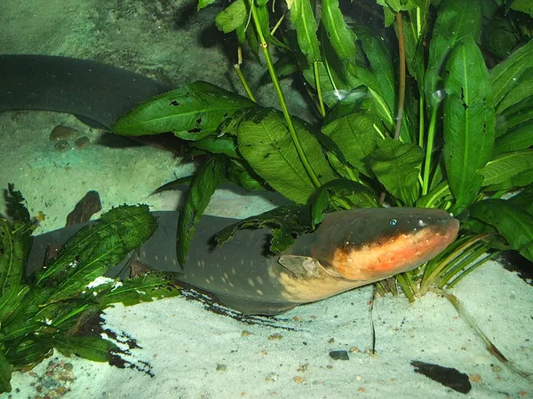 Electrophorus electricus