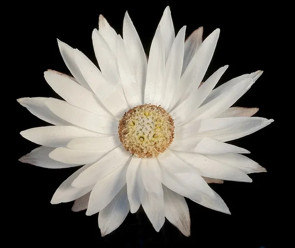 Argentipallium