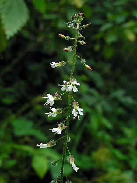 Circaea