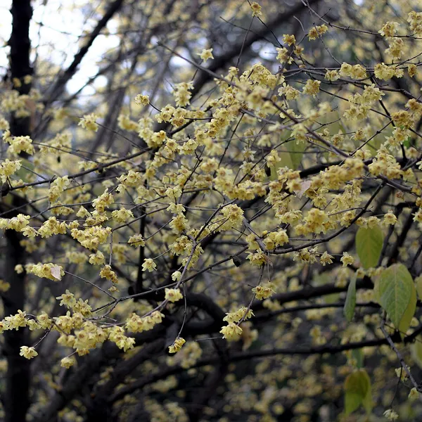 Chimonanthus