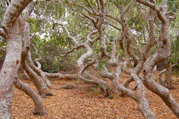 Elfin Forest Natural Area