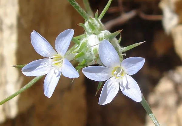 Eriastrum diffusum