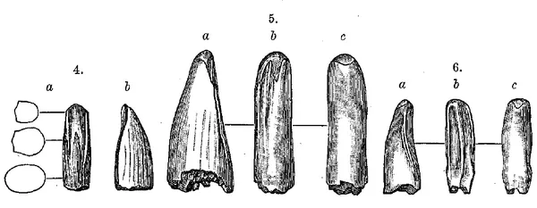 Aublysodon