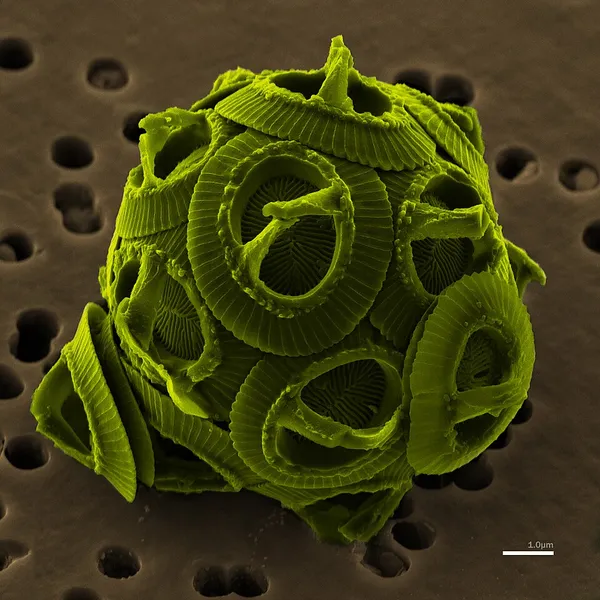 Geomicrobiology