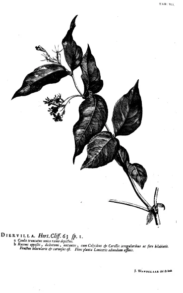 Diervilla