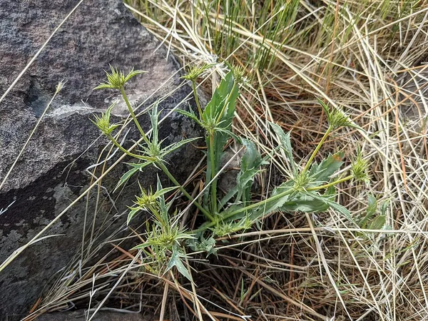 Eryngium mathiasiae