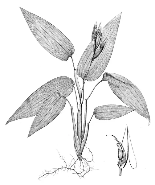 Anomochloa