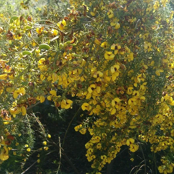 Cyclopia (plant)