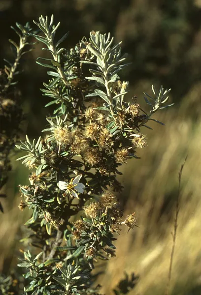 Chiliotrichum