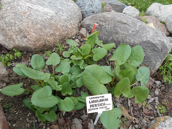 Dolichorrhiza