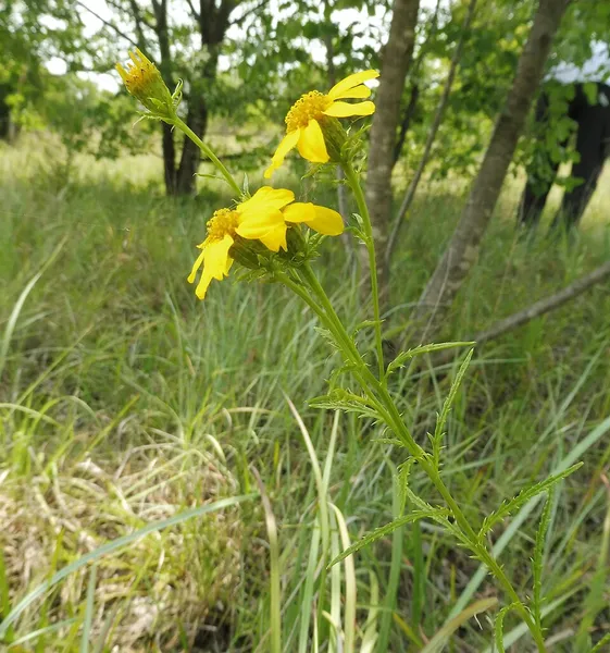 Dysodiopsis