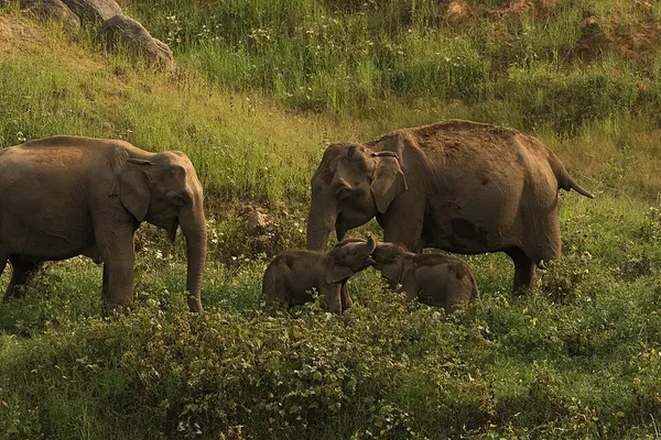 Anamalai Tiger Reserve