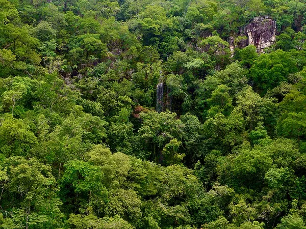 Conservation in Brazil