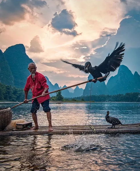 Cormorant fishing