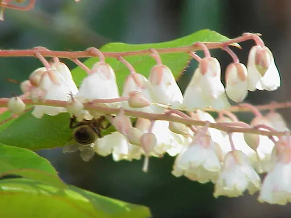 Clethraceae
