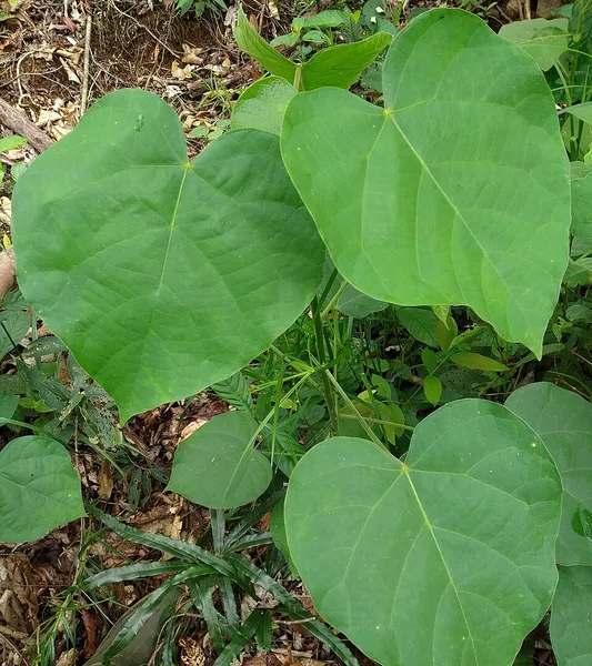 Endospermum