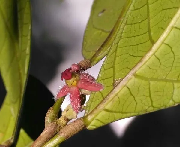 Garcia (plant)