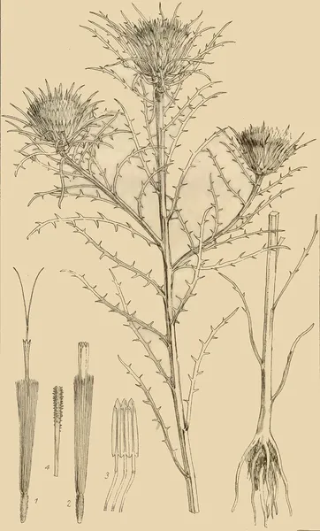 Adelostigma