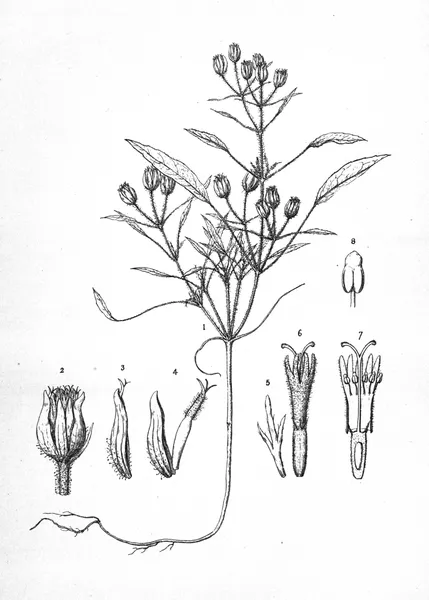 Faxonia