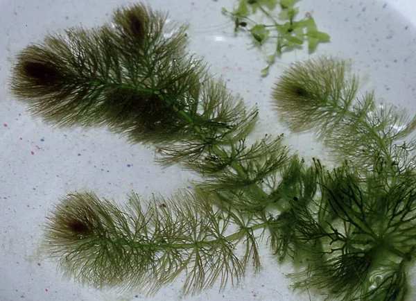 Ceratophyllum