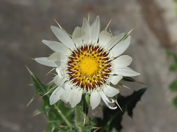 Berkheya