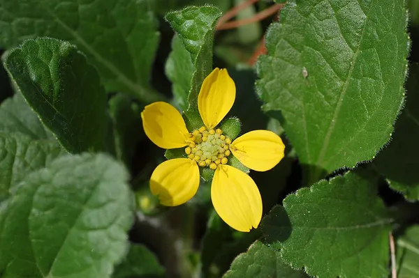 Chrysogonum