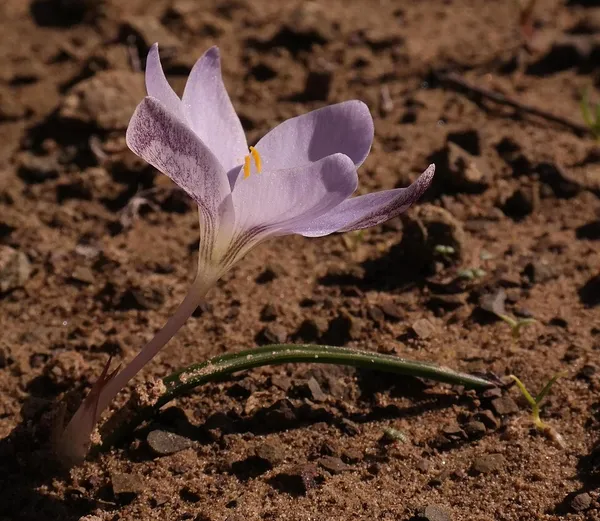 Afrocrocus