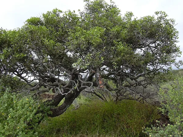 Ebenaceae