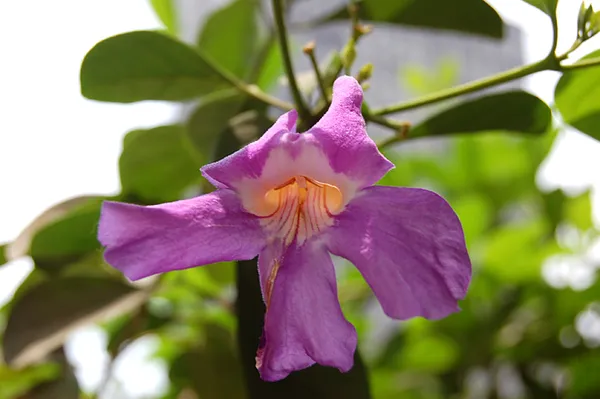 Bignonia magnifica