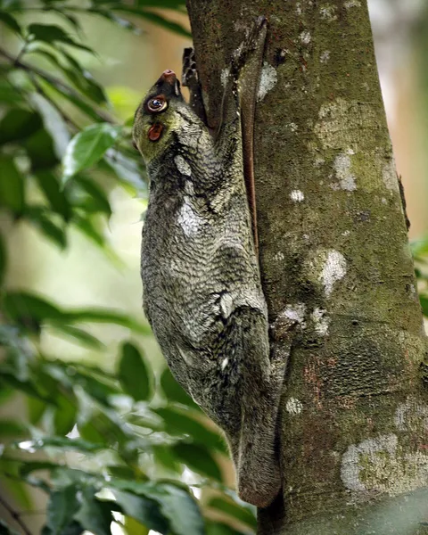 Colugo