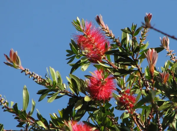 Callistemon 'Splendens'