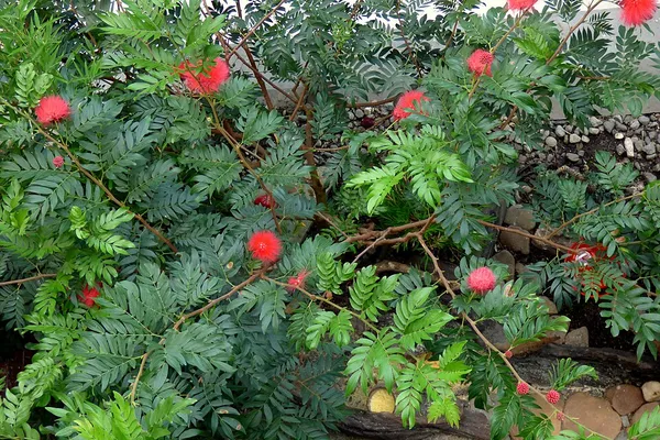 Calliandra haematocephala