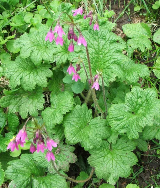 Cortusa