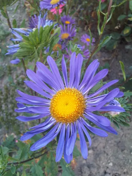 Callistephus