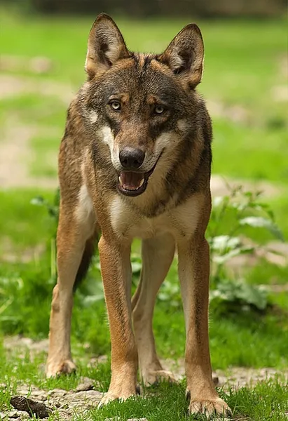 Fauna of Italy