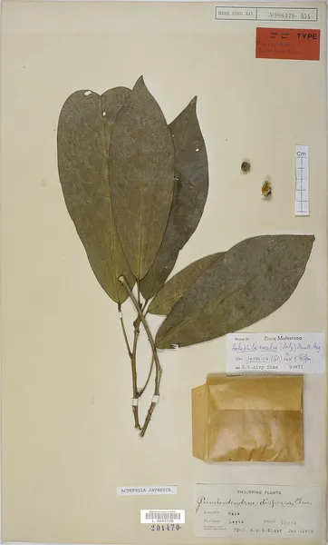 Actephila
