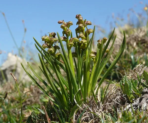 Chamorchis
