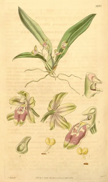 Leochilus