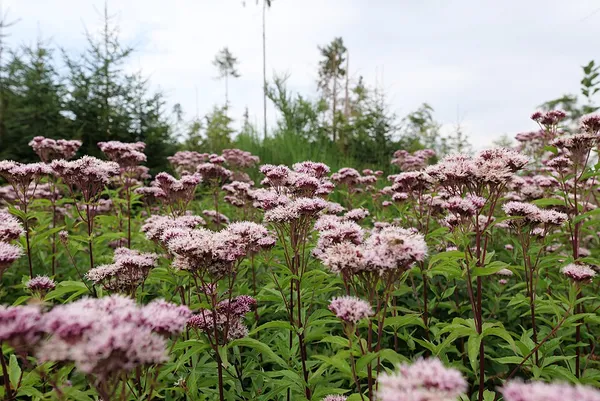 Eupatorium